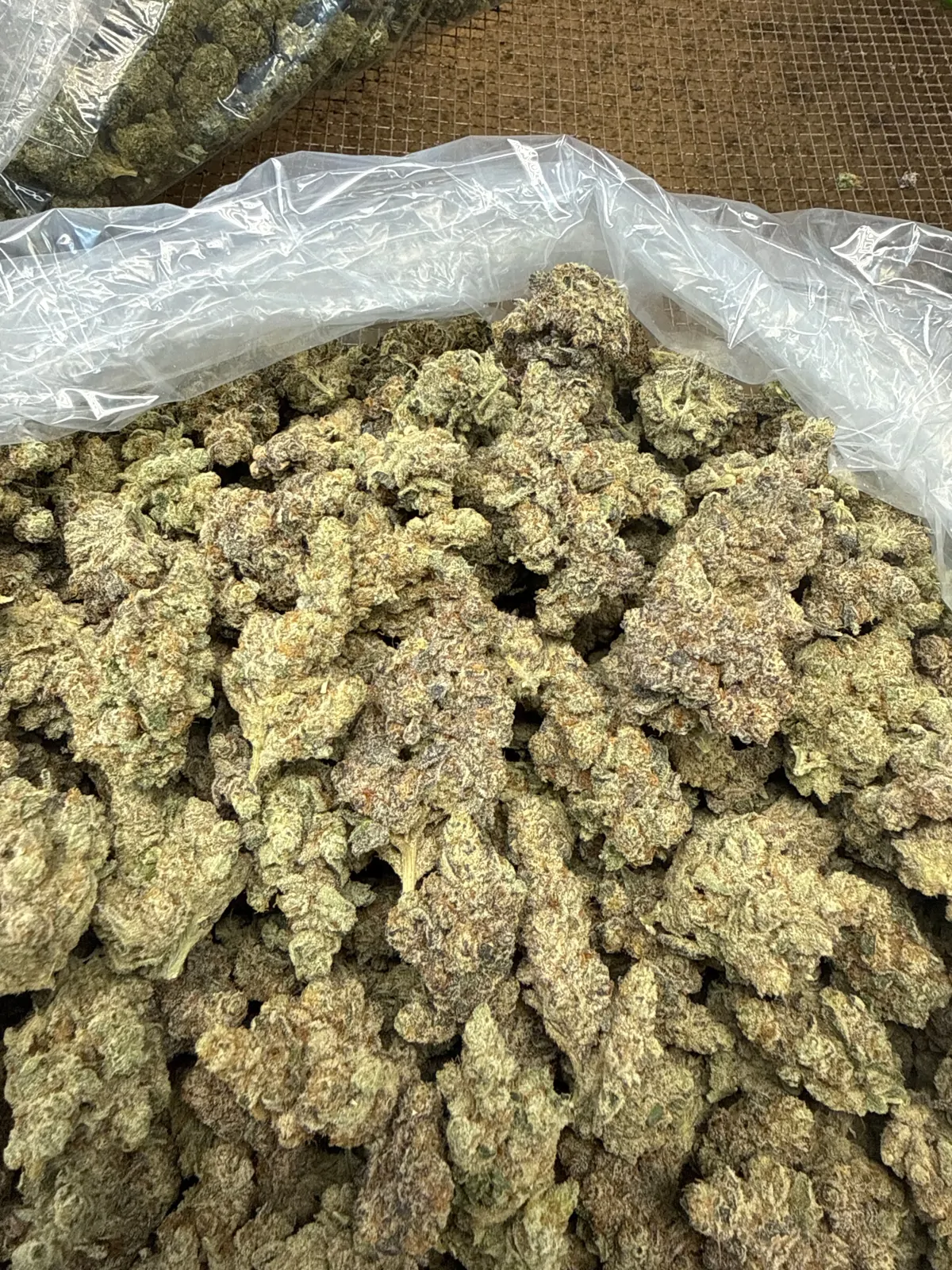 Gmo X Gelato Flower